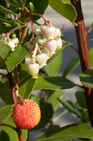 Strawberry Tree